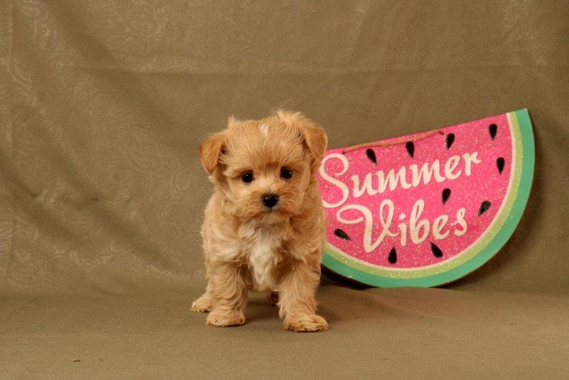 puppy, for, sale, Maltipoo, Matthew B. Stoltzfus, dog, breeder, Gap, PA, dog-breeder, puppy-for-sale, forsale, nearby, find, puppyfind, locator, puppylocator, aca